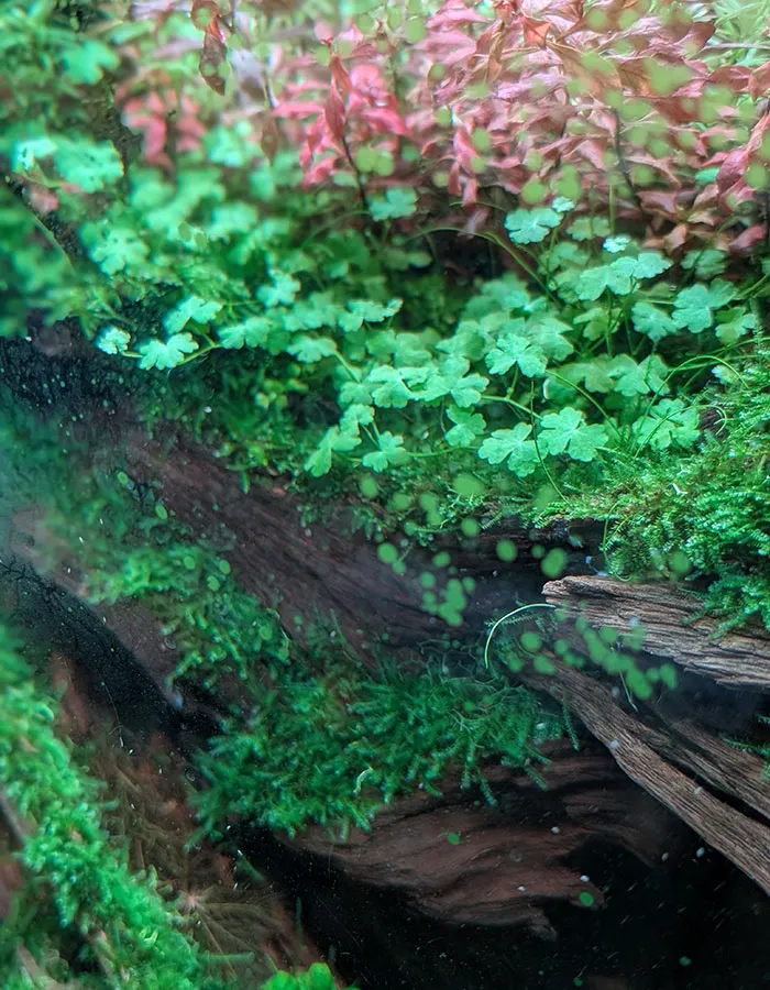 Aquascaping steps - PRIMAL BUST - IAPLC 2025 Silver Prize - Katsuki Tanaka / Japan